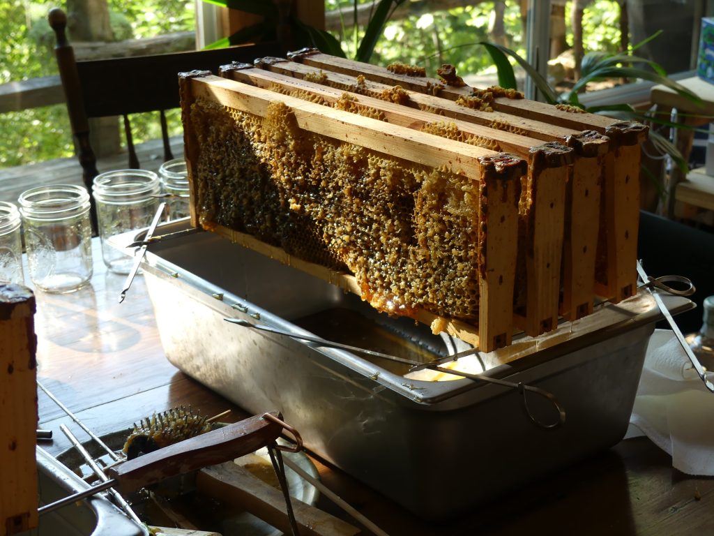 Image showcasing August Honey - Glass Cabin Diary